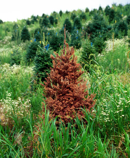 A small, brown colored Fraser fir suffering from phytophthora root rot.